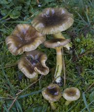 Fungo da determinare